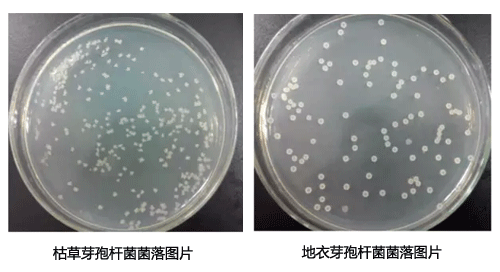 地衣芽孢杆菌和枯草芽孢杆菌菌落对比图片